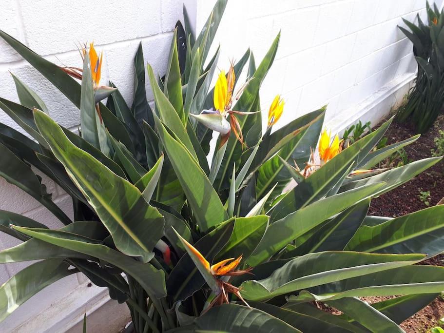Apartamento Tranquilo En Una Casa Con Jardin La Laguna  Bagian luar foto