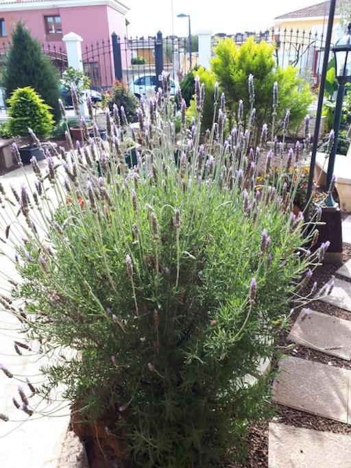Apartamento Tranquilo En Una Casa Con Jardin La Laguna  Bagian luar foto
